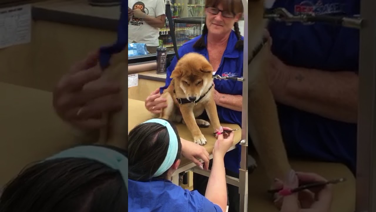 Shiba Sound...Shiba scream Shiba Cry Shiba talking - I don't want my nails cut