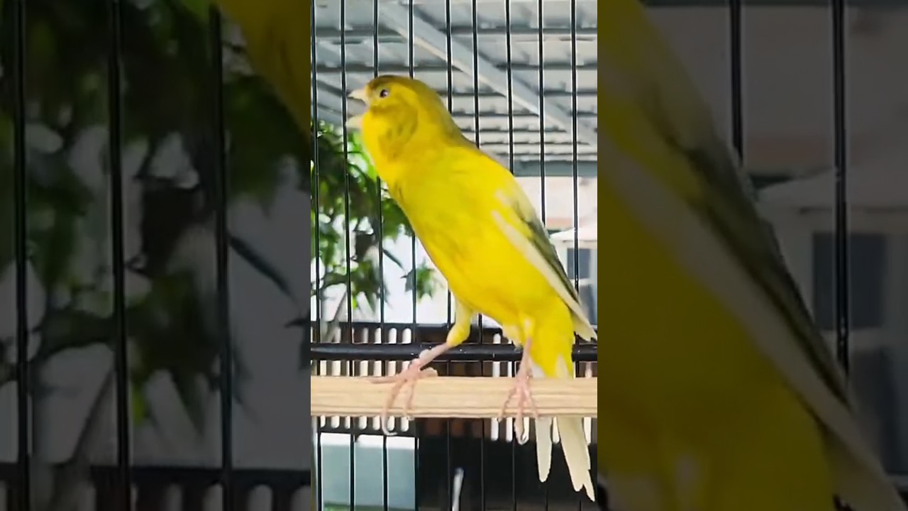 Canary gacor cengkok mewah ful durasi#birds #canary#canario #canarygacor#canarisinging