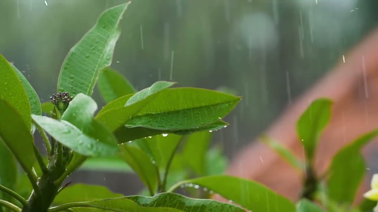 MOMG MƯA - Nhạc : Xuân Thuỷ - Lời thơ : Trần Nùng
