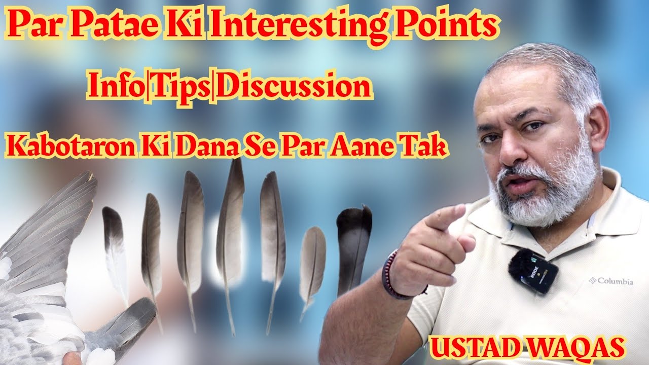 Par Patae Ki Interesting Points|Ustad Waqas|Kabotaron Ki Dana Se Par Aane Tak|Tips|Info|Discussion