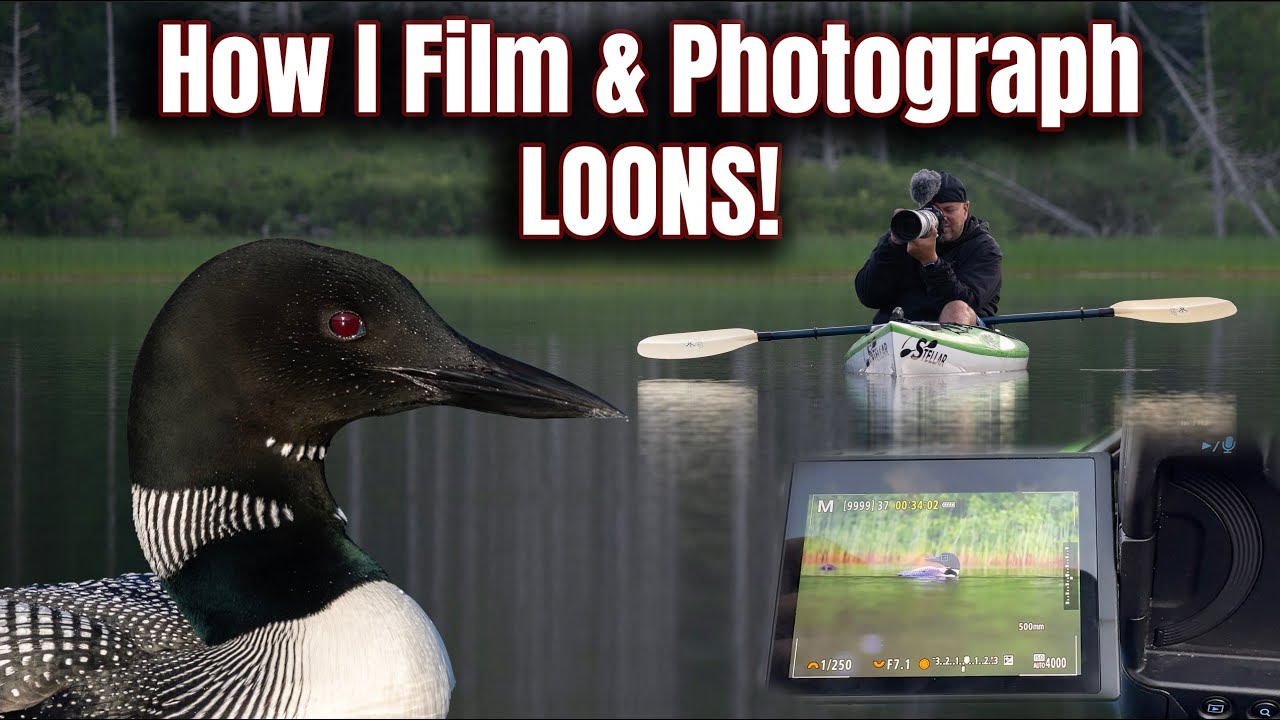How I Film & Photograph Common Loons from a Kayak 