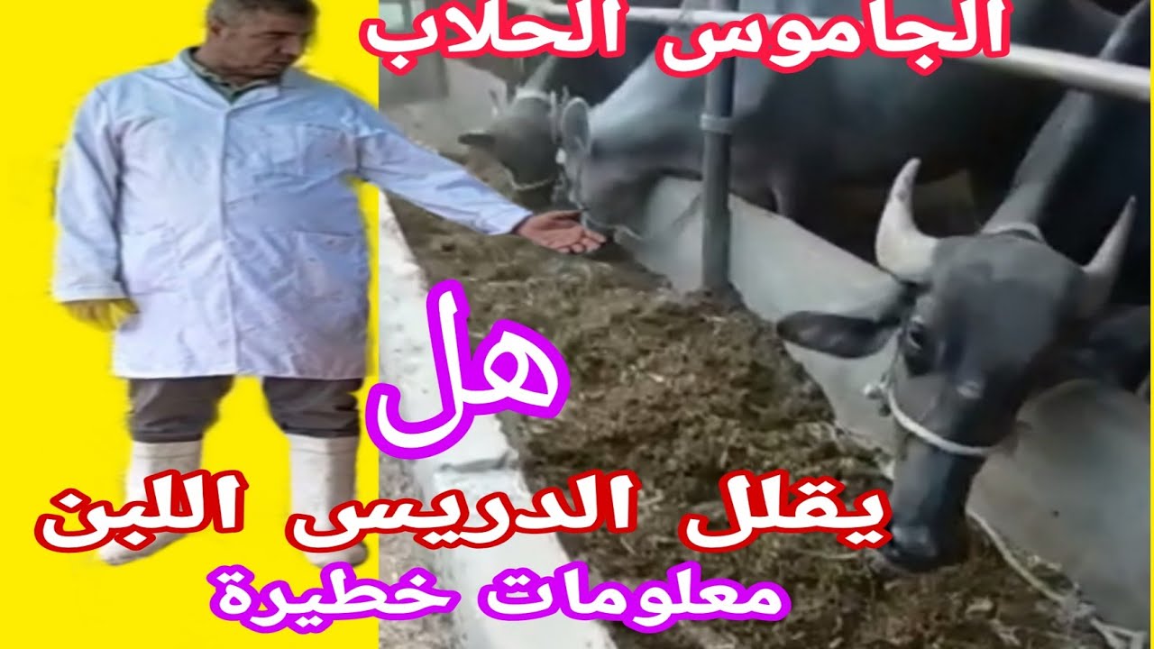 هل الدريس خطر علي الجاموس.وما افضل  خلطات اعلاف تزود اللبن.وكمية البرسيم في اليوم مع د/السيد الطوخي