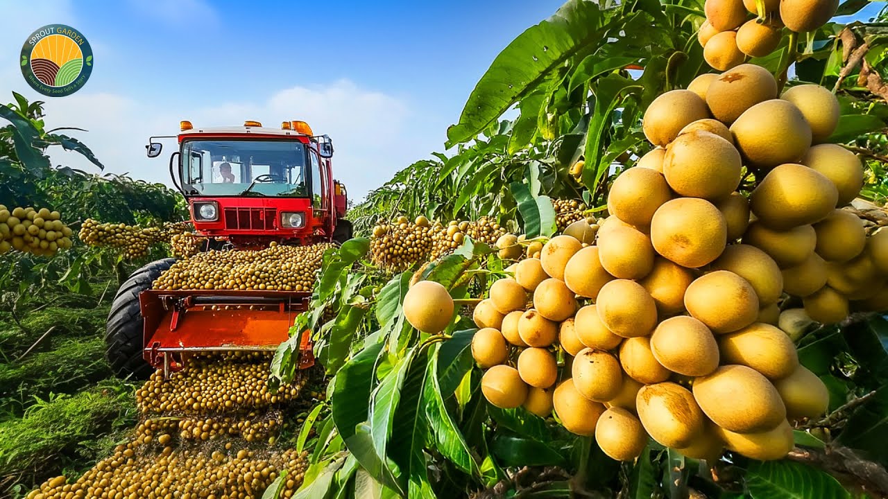 How Vietnamese Farmers Harvest Longan Hung Yen - Grow Longan Trees by Grafting | Farming Documentary
