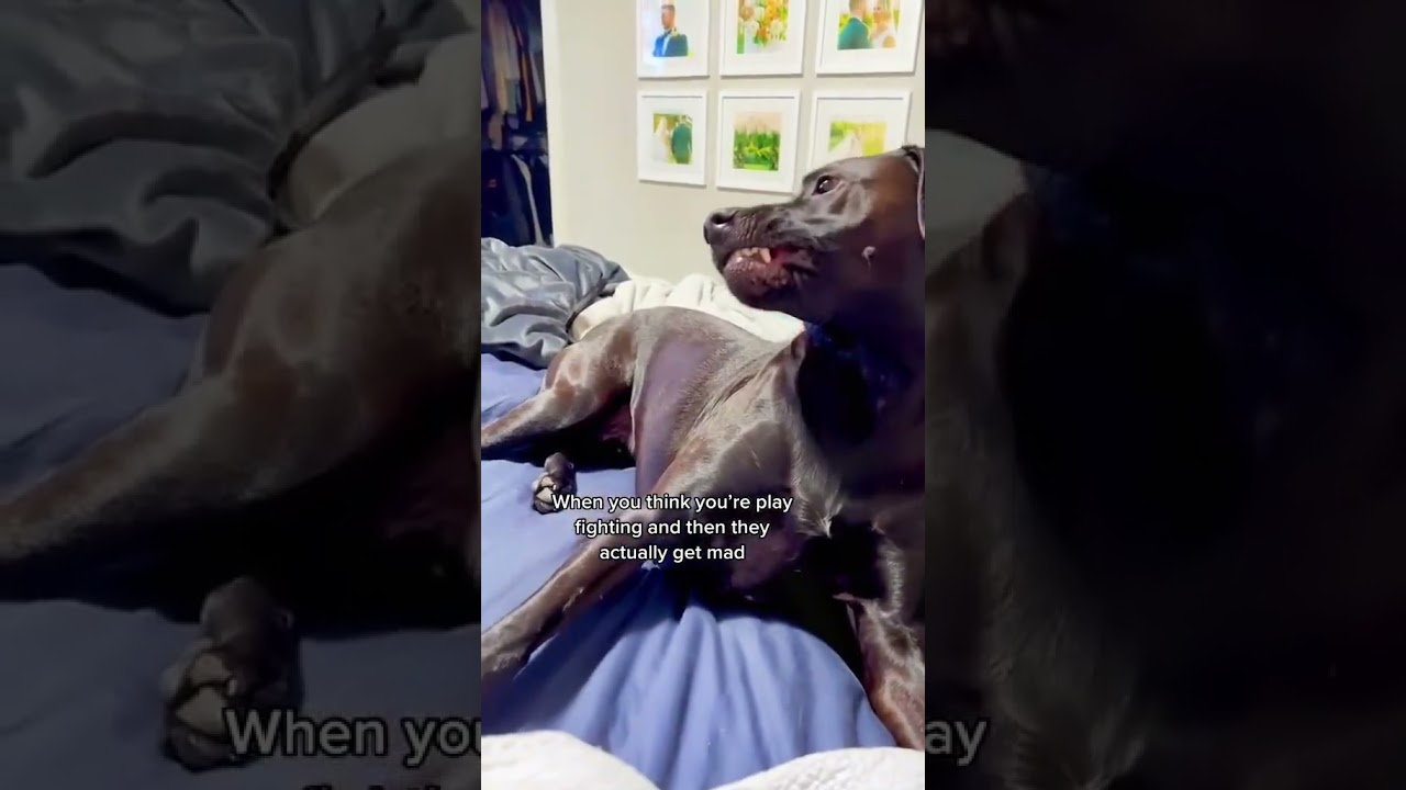 Funny Two Dogs🐶🤣 #dog #shorts #funny