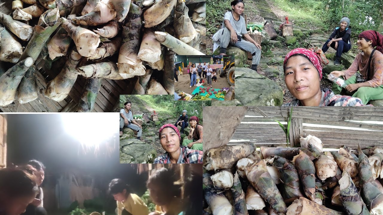 Day 2 collection bamboo shoots..