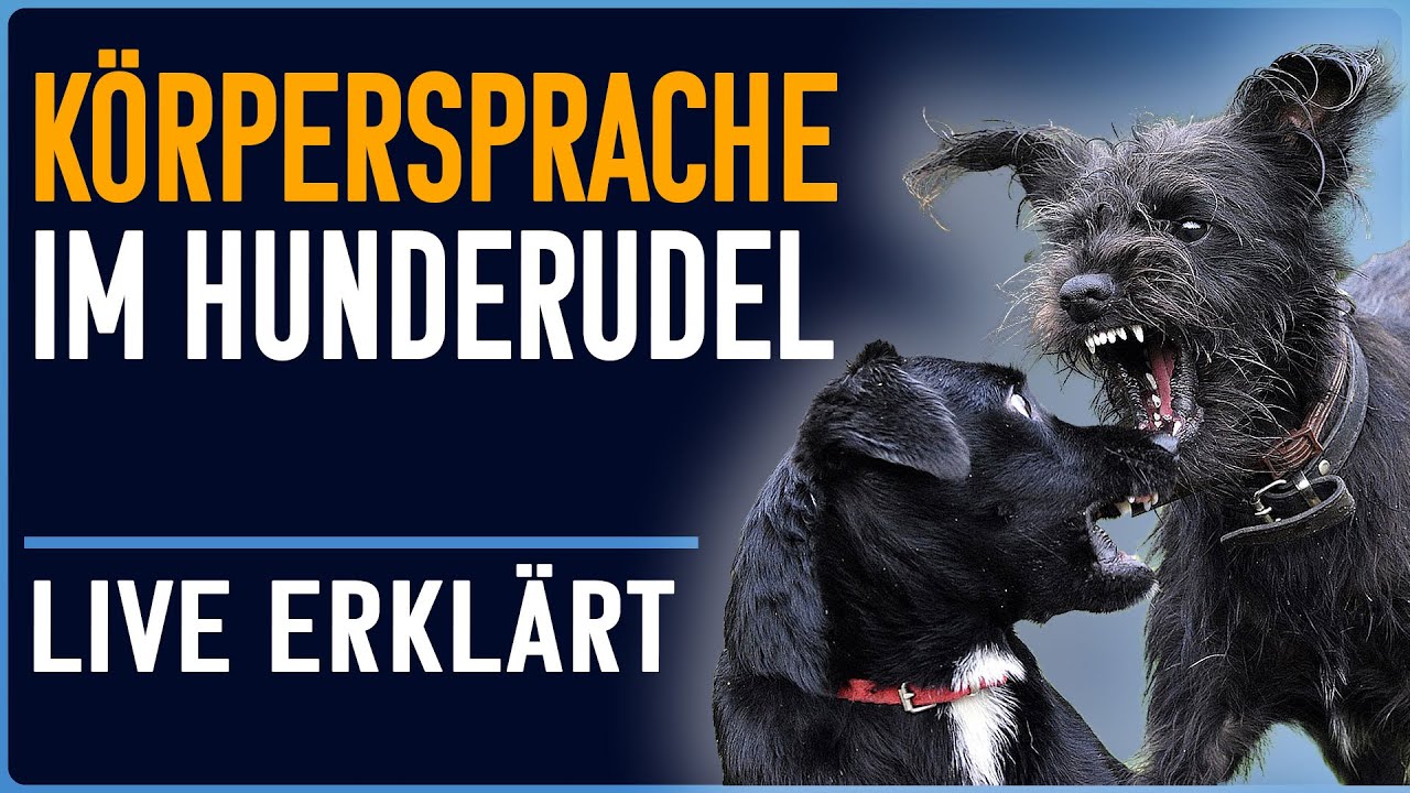 Sozialverhalten: Spiel oder nicht? Hunde verstehen - Huta Rudel live kommentiert
