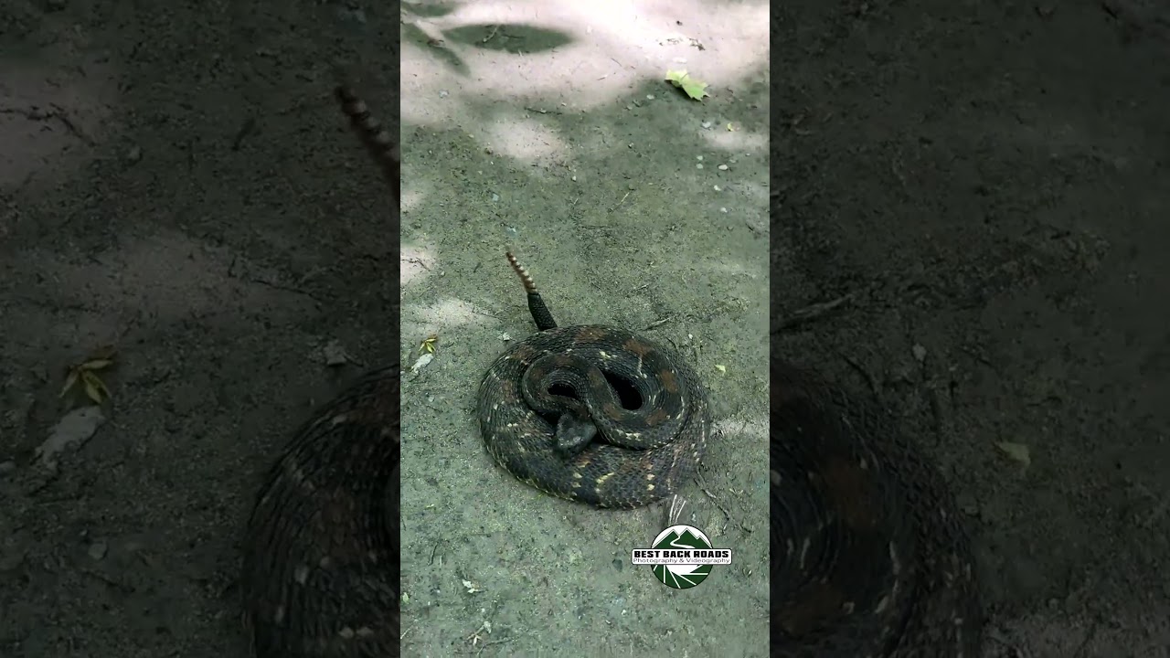 First Timber 2025 Vert #adventurephotography #bestbackroad #animal #timberrattlesnake #rattlesnakes
