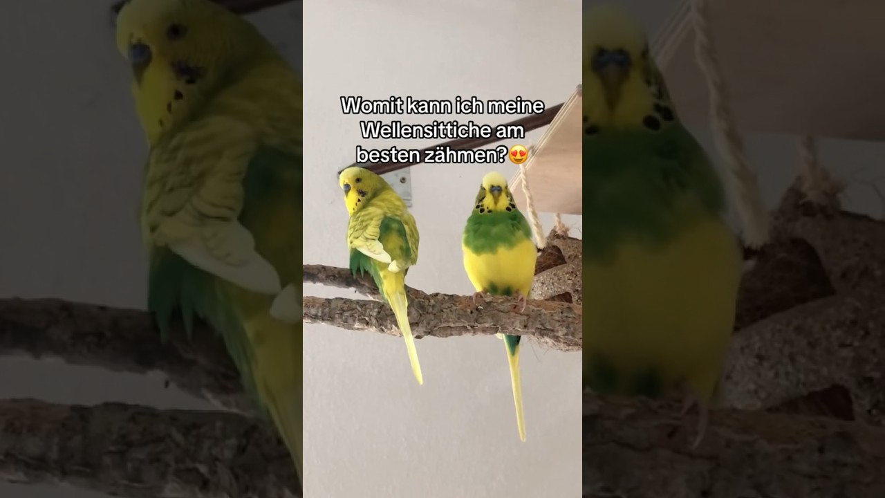 Womit kann ich meine Wellensittiche am besten zähmen?😍 