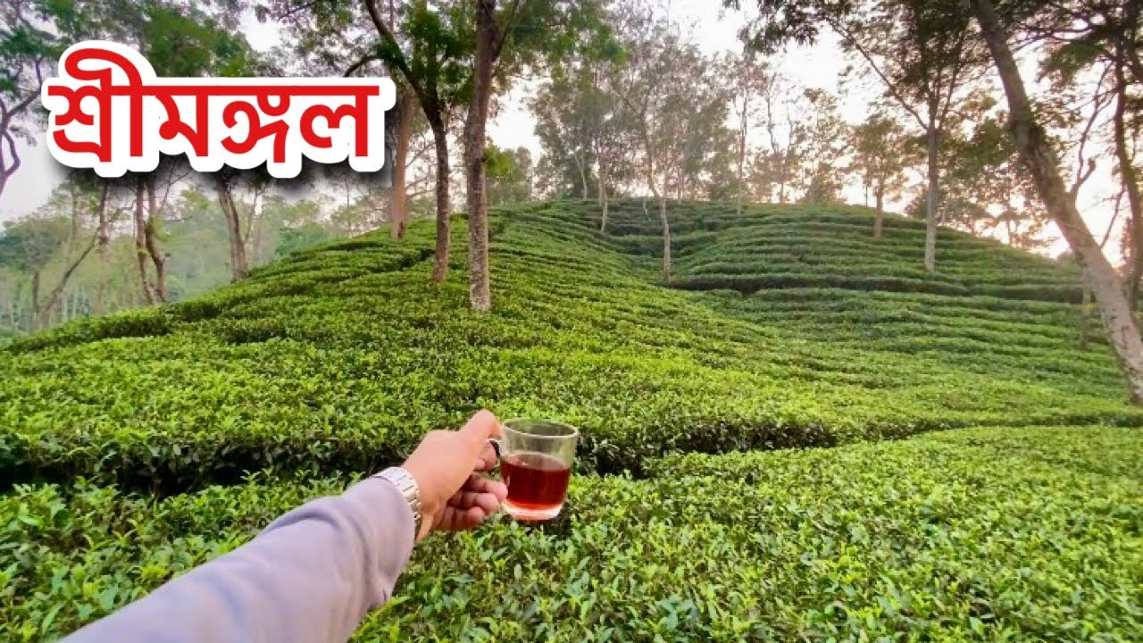 সবুজের মাঝে এক কাপ চা || চায়ের দেশ শ্রীমঙ্গল মানেই শান্তি || Sikder Agro