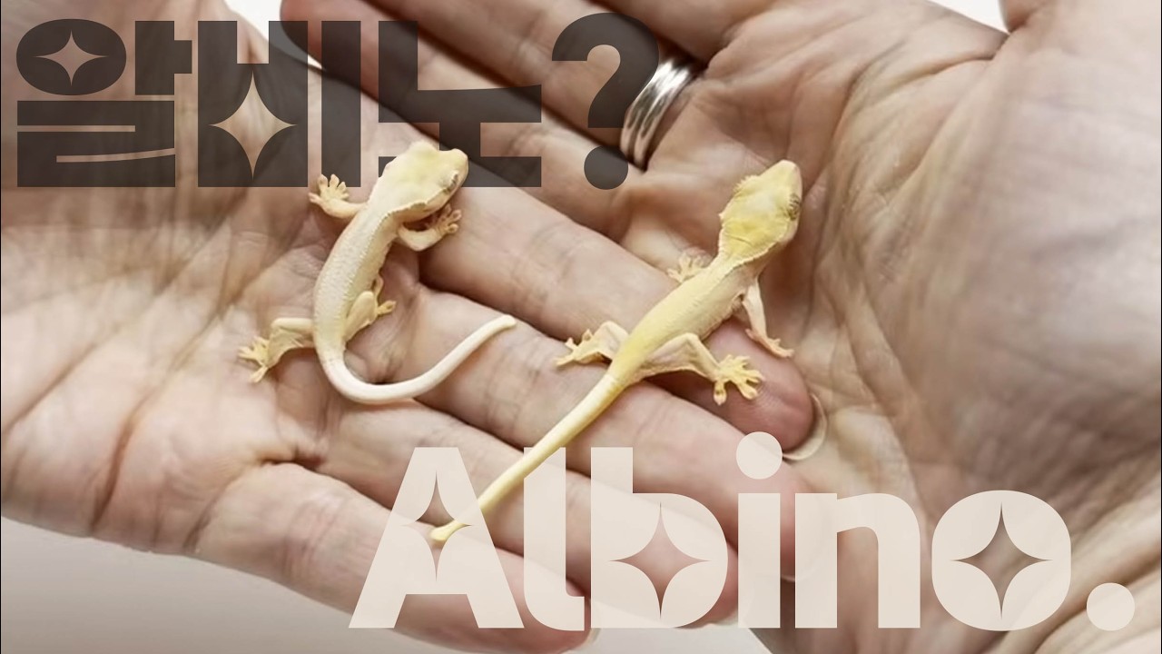 [크레 특집] 모프 구별법 | EP10. 알비노 Albino