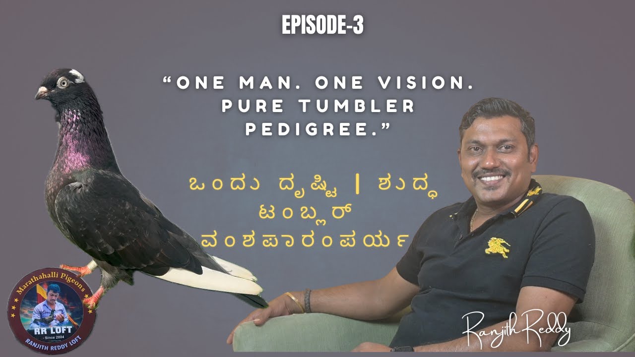 Bangalore #1 top quality pigeon/“One Man. One Vision. Pure Tumbler Pedigree.