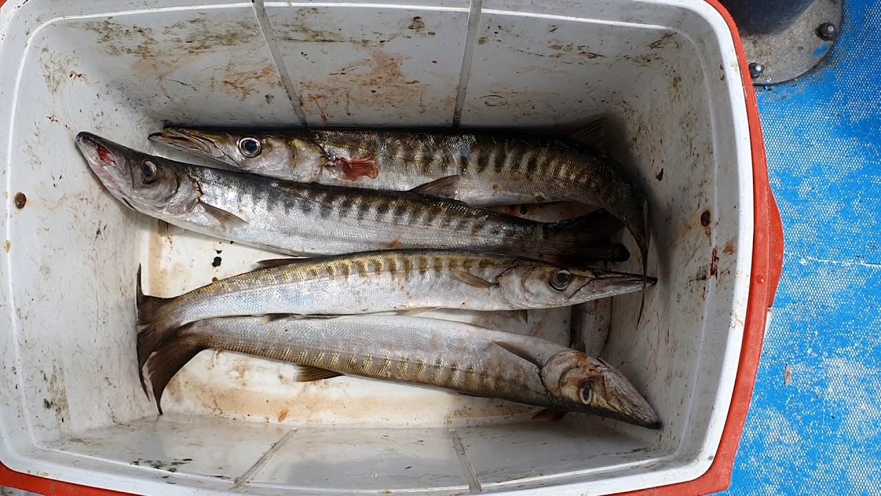 صيد سمكة البراكودا بطريقة الجَرْ fishing Baraccuda . AL HOCEIMA