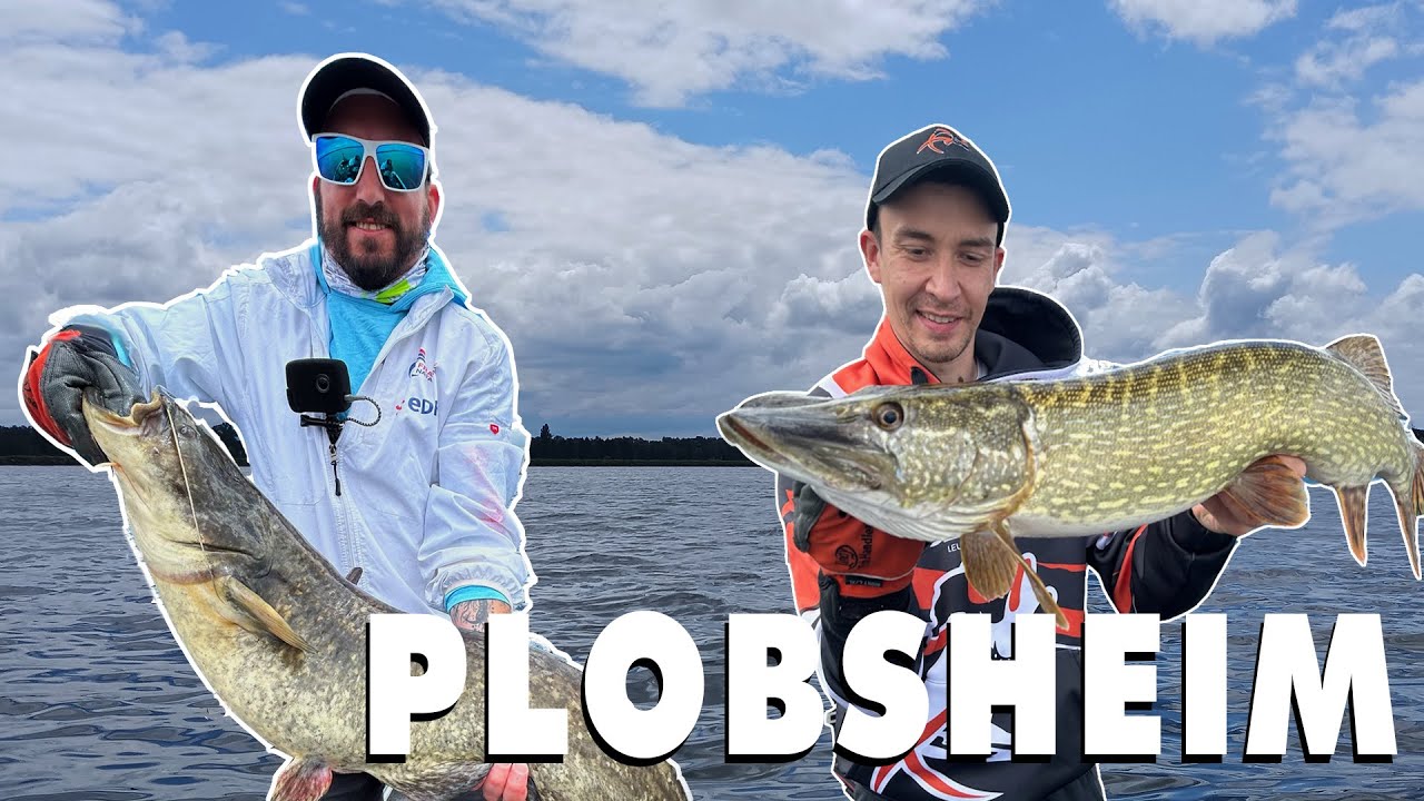 SILURES et BROCHETS pour ma PREMIÈRE SORTIE en BATEAU à PLOBSHEIM avec @nem fishing