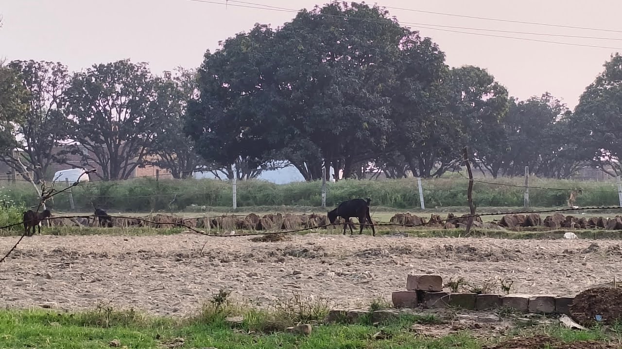 आज मैंने अपने खेत देखें 😱#viral #vlogging #gaming #comedy #funny 