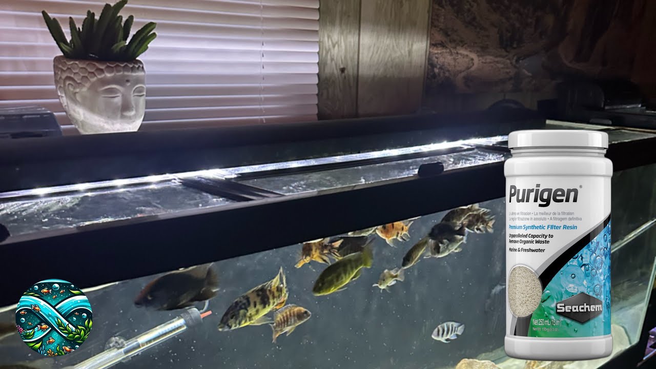 ADDING SEACHEM PURIGEN TO 125 AFRICAN CICHLID TANK