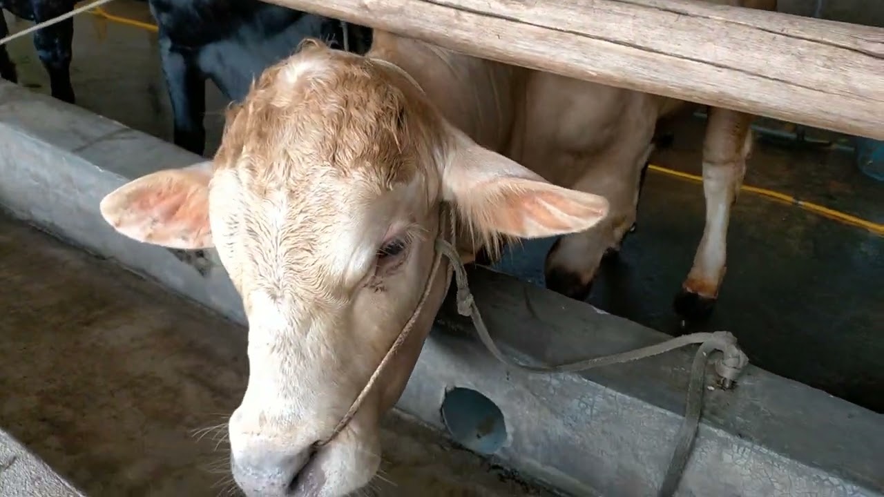 nuôi một bầy bò 3B đang tuổi ăn 