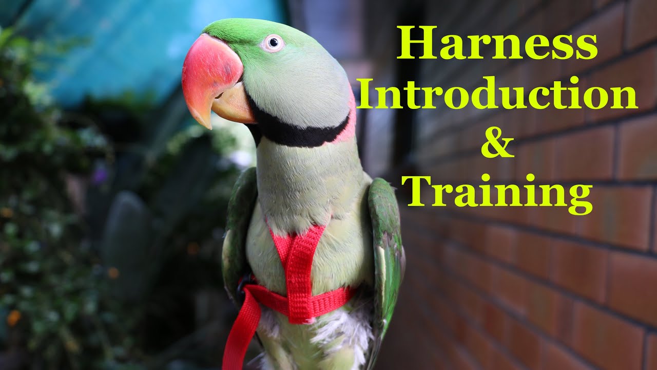 Alexandrine Parakeet - Harness Introduction and Training