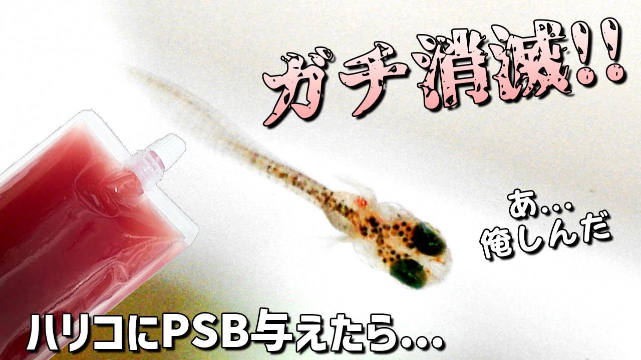 【メダカのビオトープ】PSBを餌としてハリコに与えたら...分解消滅！？餌は本当か嘘か...使用上の注意点など説明【初心者必見】