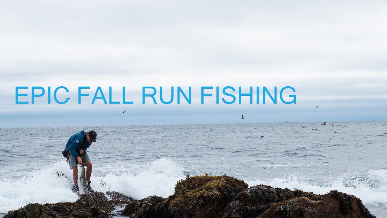 Epic Fall Run Fishing For Striped Bass