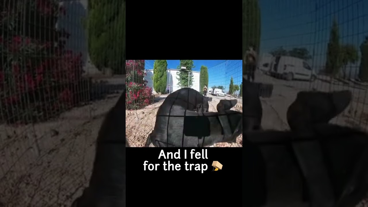 Another Galgo alone on the streets!