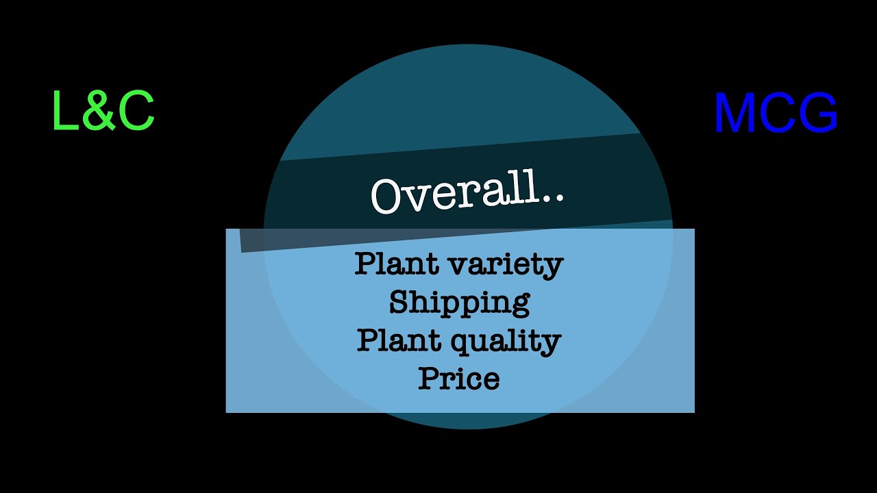 Leaf and Clay vs. Mountain Crest Gardens - succulent order comparison