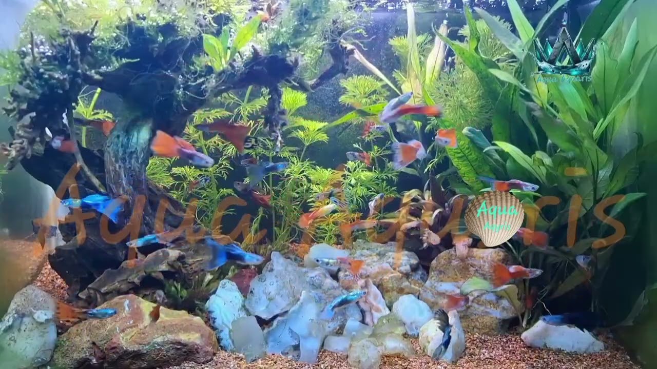 So Satisfying Fish Tank – Watch and Feel Better#FishRelax#AquaCalm#aquavibes 