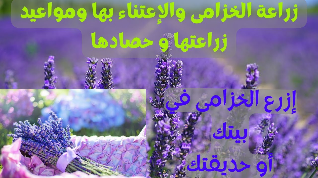 الخزامى : زراعة الخزامى، اللافندر و كيفية العناية و شروط نجاح زراعتها Lavender