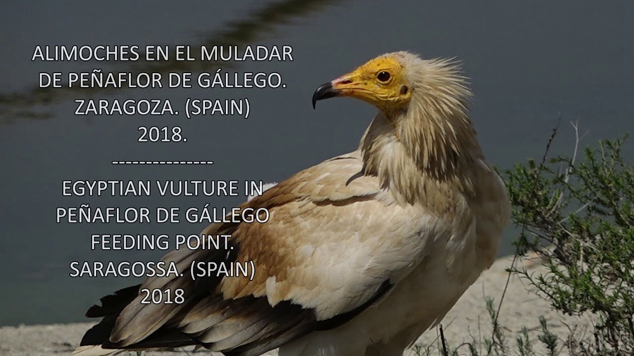 ALIMOCHES PEÑAFLOR 2018 // EGYPTIAN VULTURE