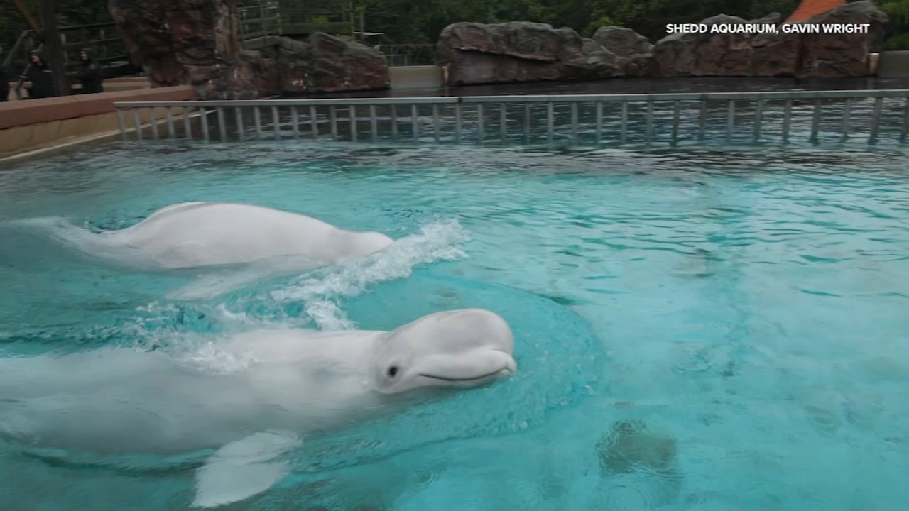 Final group of rescued beluga whales arrives at Shedd Aquarium