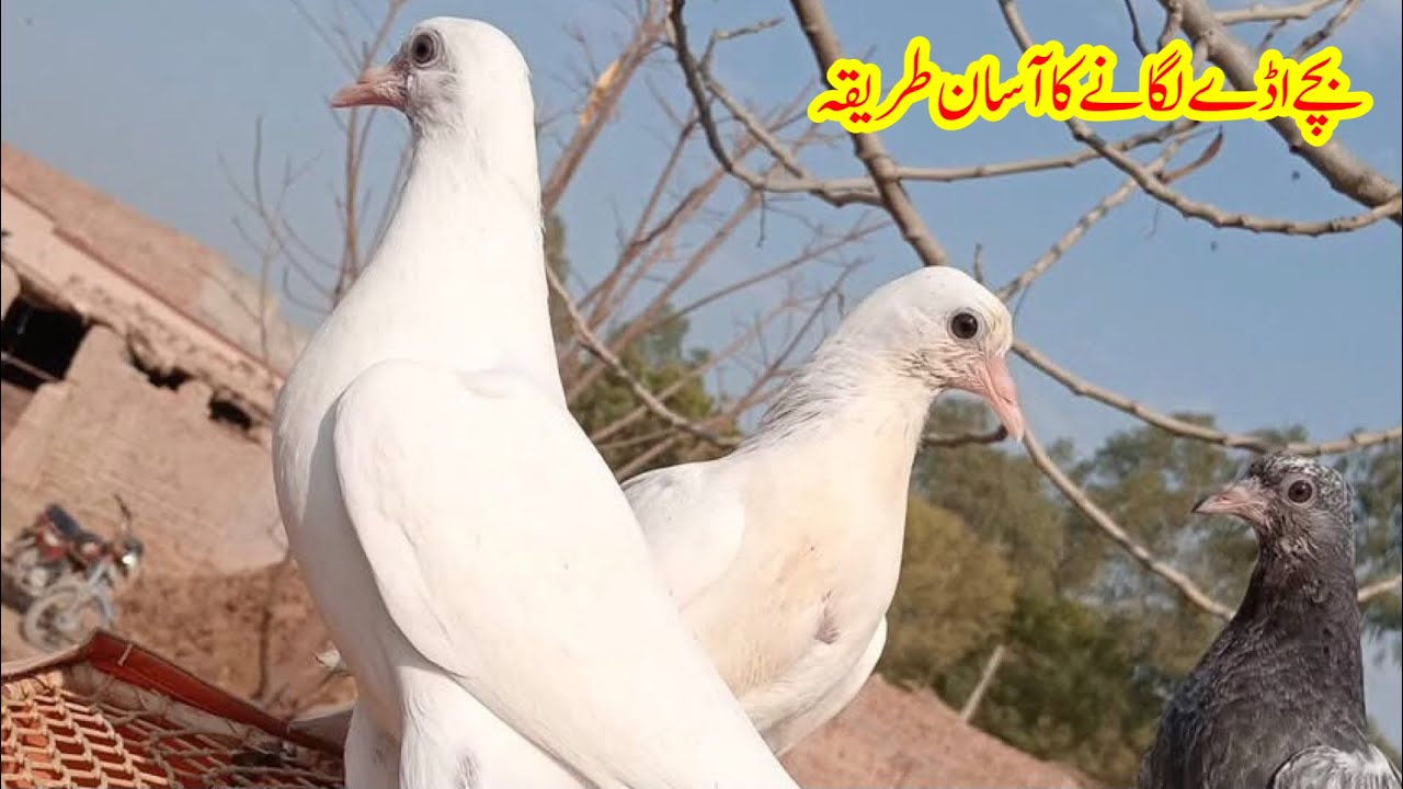 Bachy Aday Lagany Ka Sub Se Asaan Tarika