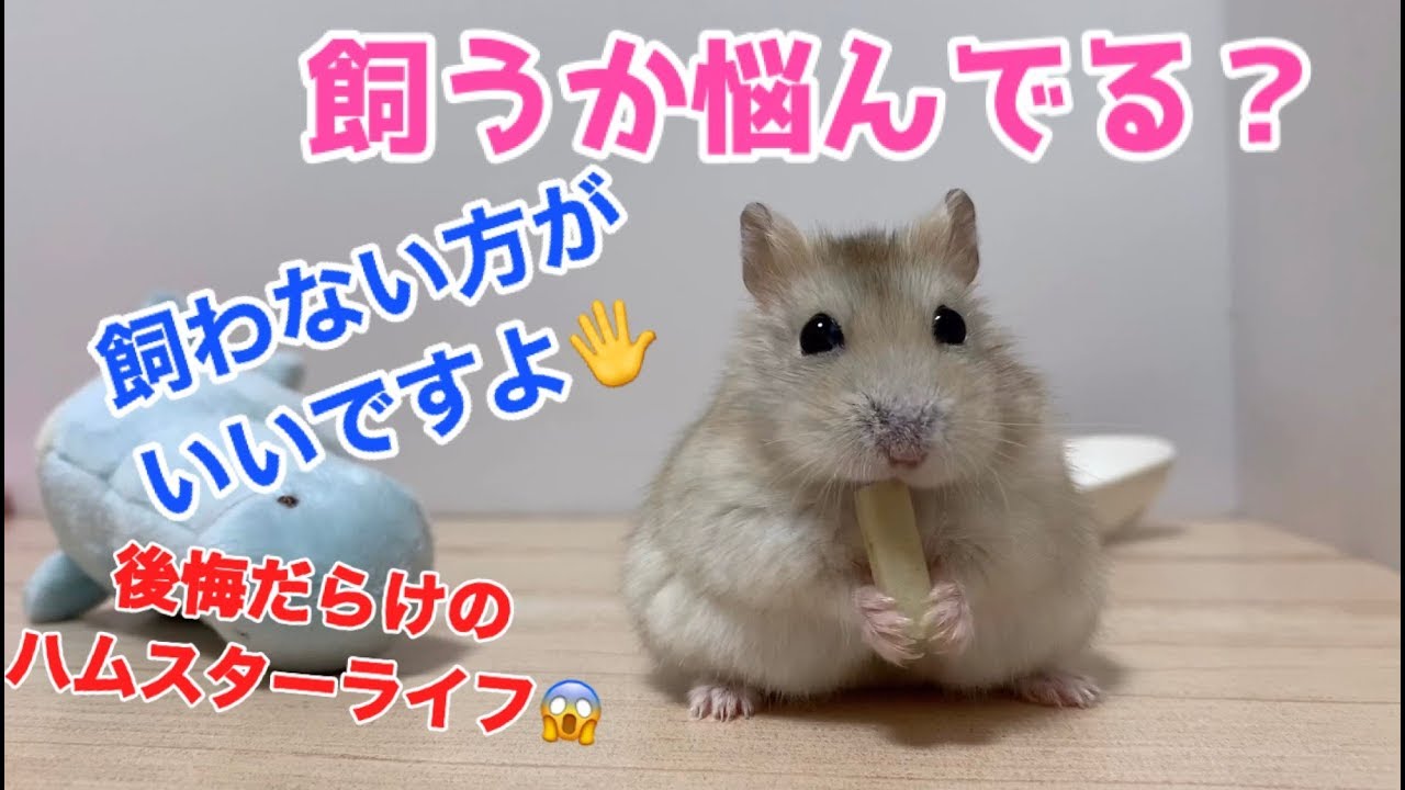 ハムスターをお迎えするか迷ってる方へ【絶対飼わない方がいいですよ】