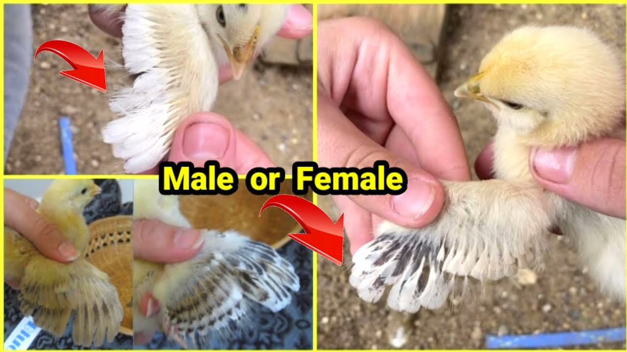 How to Identify Male and Female Chicks كيف نعرف الذكر من الانثى في الصيصان الصغيرة في عمر شهر
