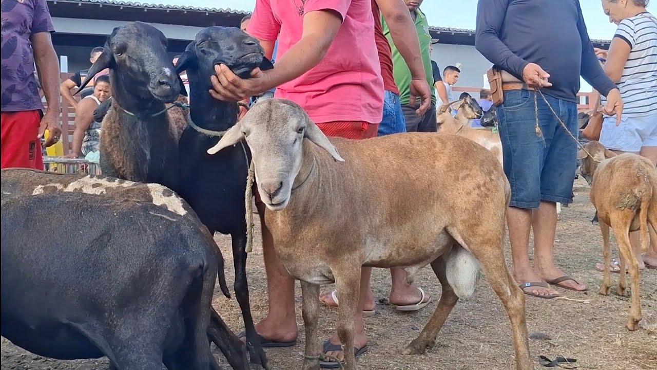 FEIRA DE ANIMAIS DE LAGOA DE PEDRAS-RN 08.12.2025