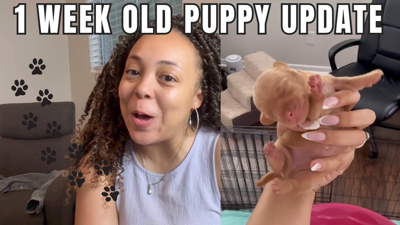Dachshund Puppy Week 1 Update | Koko’s Puppies Are Growing Fast!