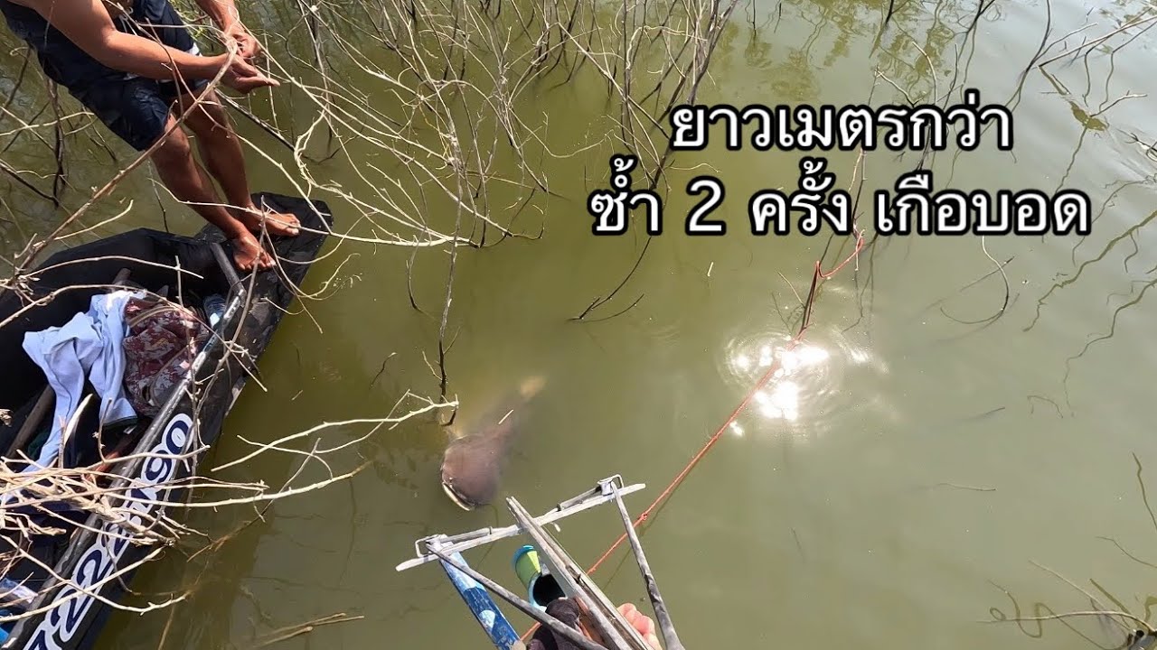 ยาวเมตรกว่า ใหญ่กว่าลูกผมอีก ซ้ำ 2 ครั้งเกือบไม่ได้ตัว 
