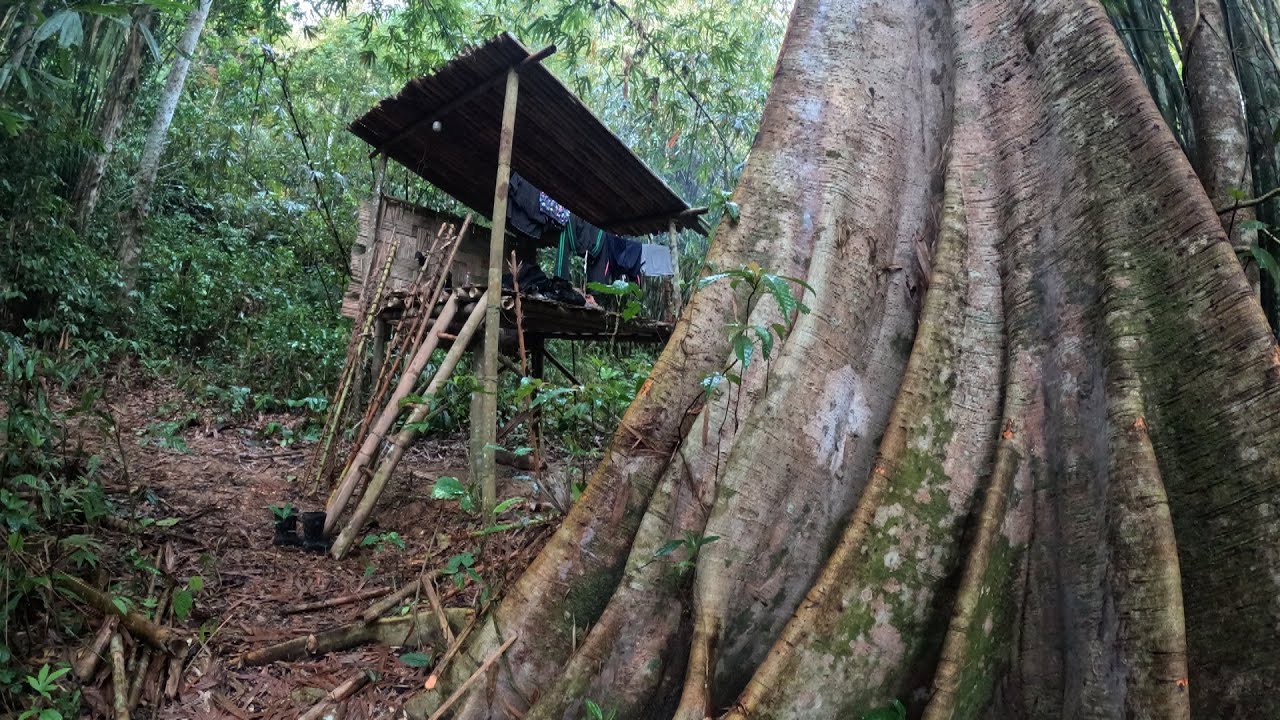 เข้าป่าดิบชื้น โดนพายุฝนถล่มหนัก ใช้ชีวิตในป่า