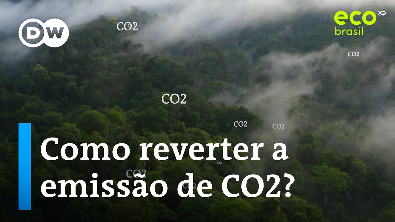 Como a Amazônia se tornou uma grande emissora de CO2 | Eco Brasil