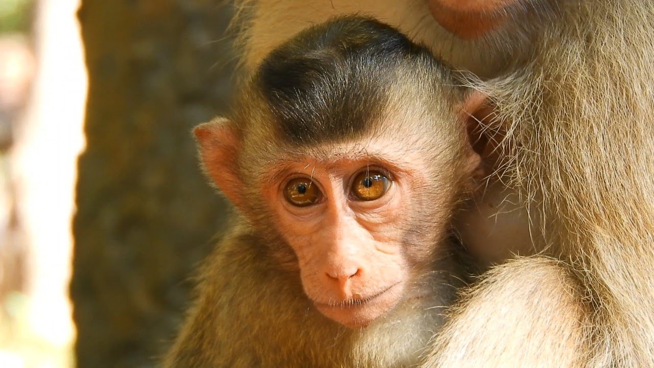Good Day Baby Monkey Rex Get Warm By Mom Monkey Rose Grooming , Young Mom Monkey Rose Is Lovely