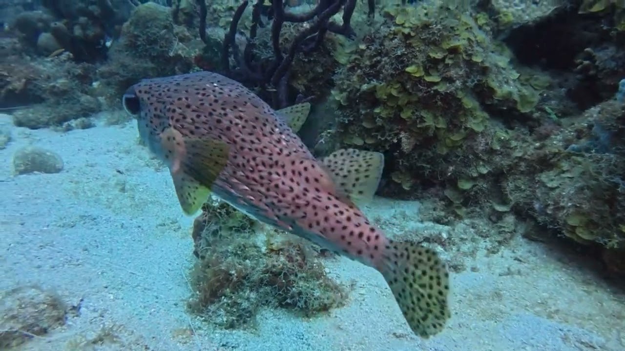 Scuba Diving Sandals Regency La Toc