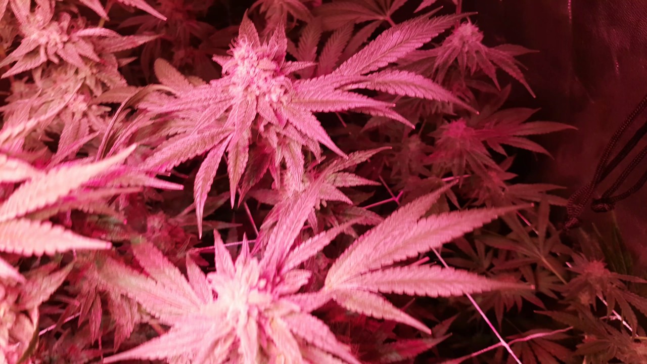 Peppermint kush Week 8