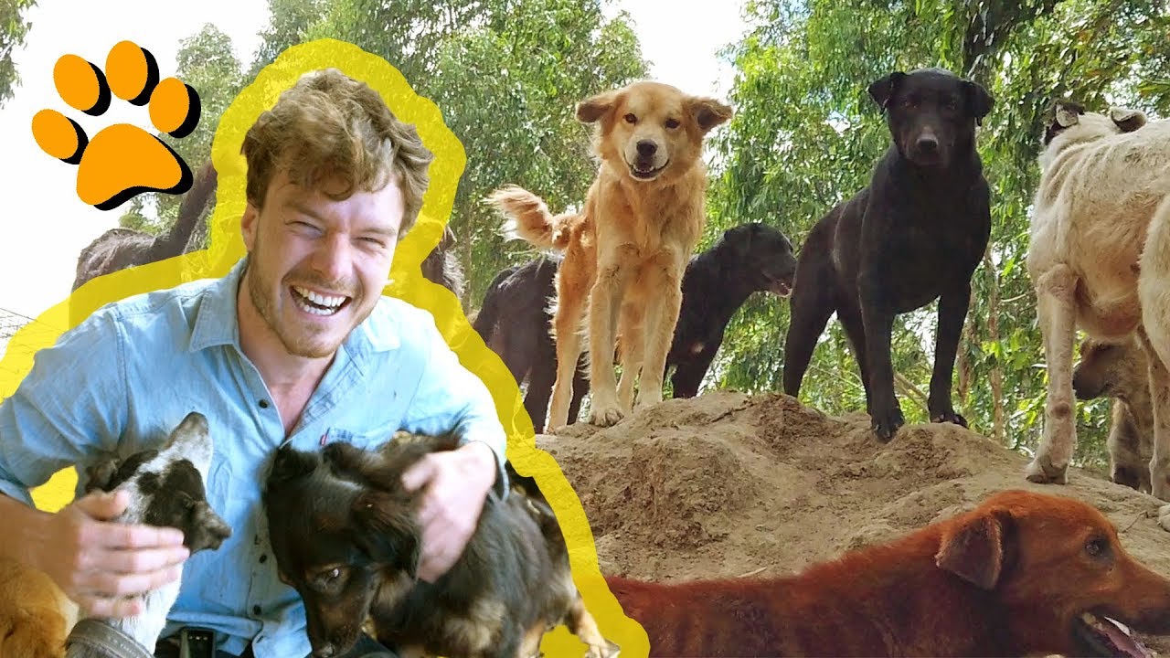 Real Life Dog Heaven - ADVA Animal Rescue Shelter Ecuador - Volunteer With Animals