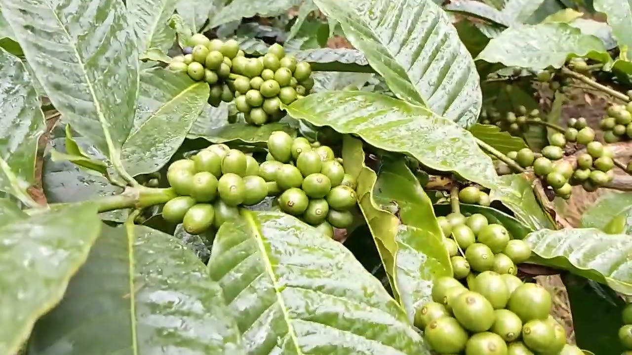 penampakan pohon kopi batang bawah liberika #Belajar Bertani Pedesaan#kopi lokal jambu