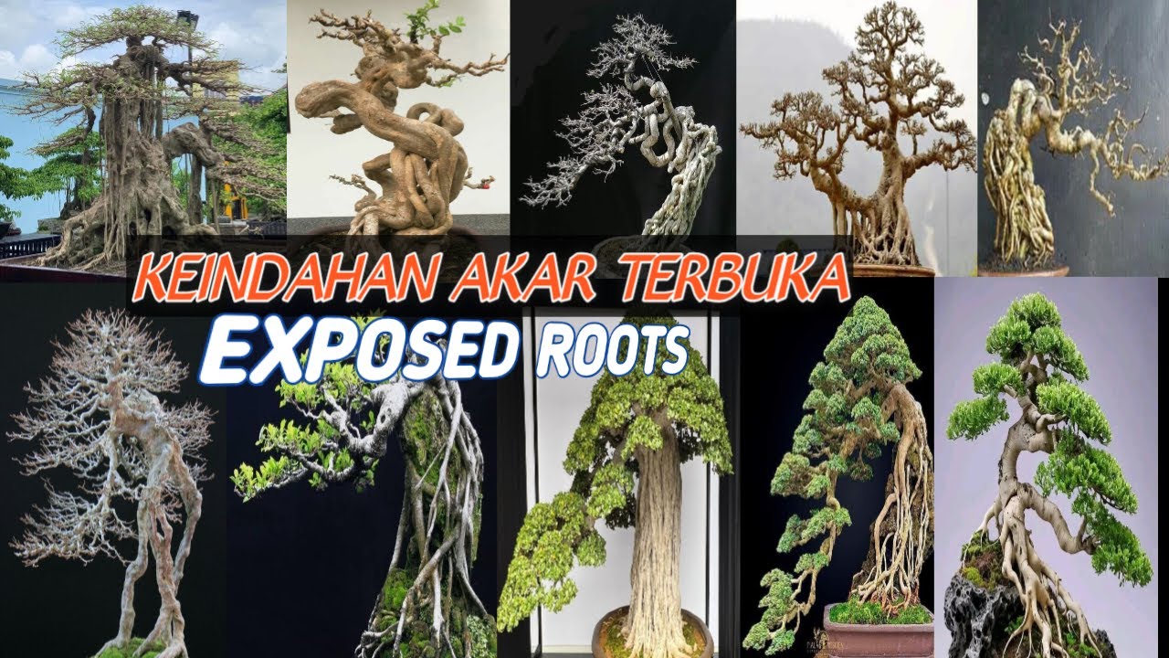 Expose Root Paling Gahar Tahun Ini
