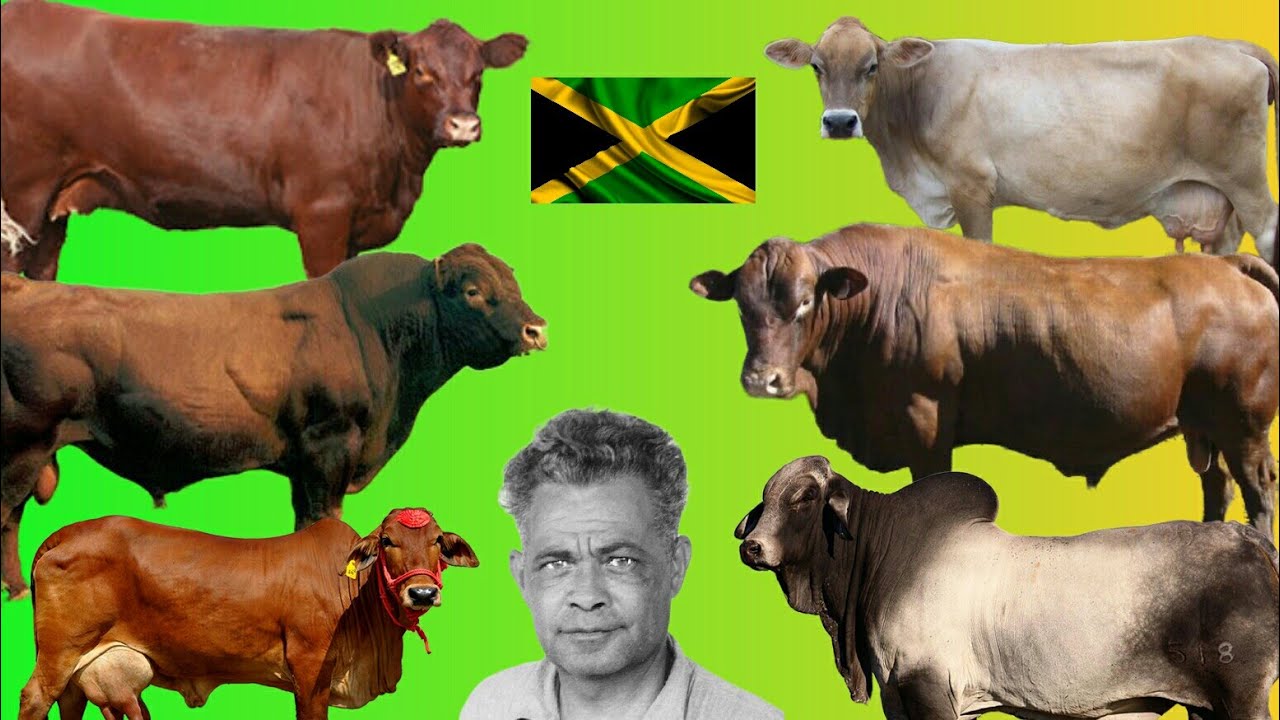 Breeds of Cattle created in Jamaica. The story of Dr.T.P Lecky