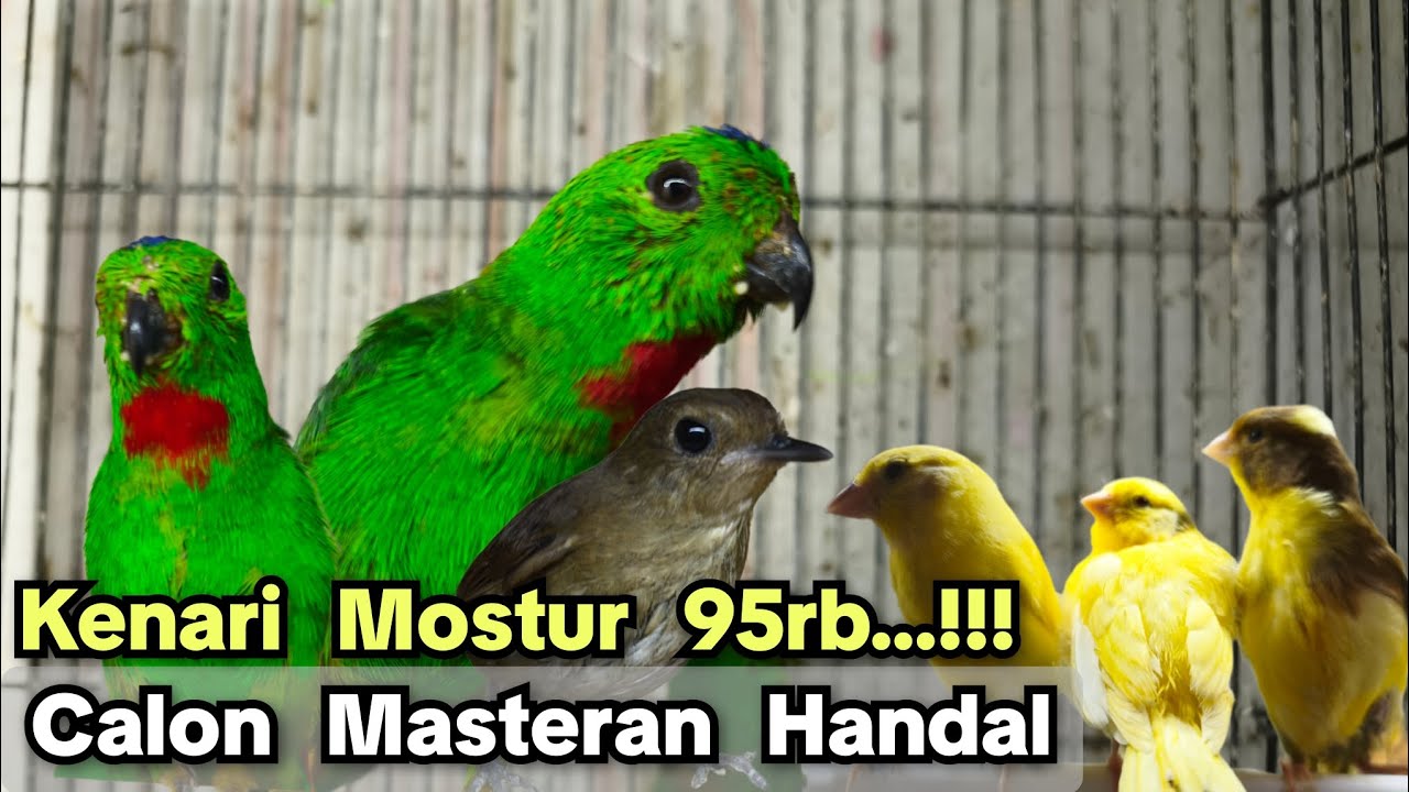 95rb KENARI POSTUR...❗❗❗ CALON MASTERAN HANDAL❗❗❗❗