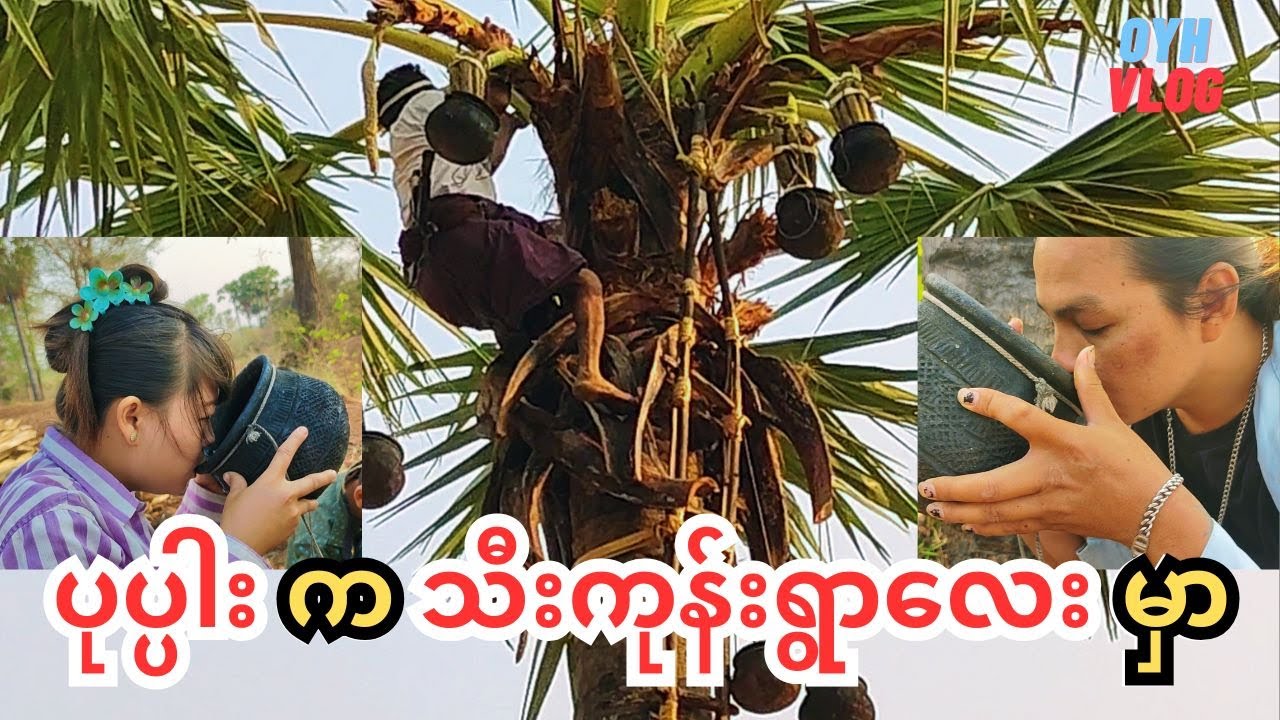 ကောင်းကင်အလုပ်သမား၊ ထန်းရည်ချိုသောက်၊ ရွာဓလေ့ လေ့လာ၊ သဘောကျစရာ ပုပ္ပါးရေထွက် တောဓလေ့ (သီးကုန်းရွာ)