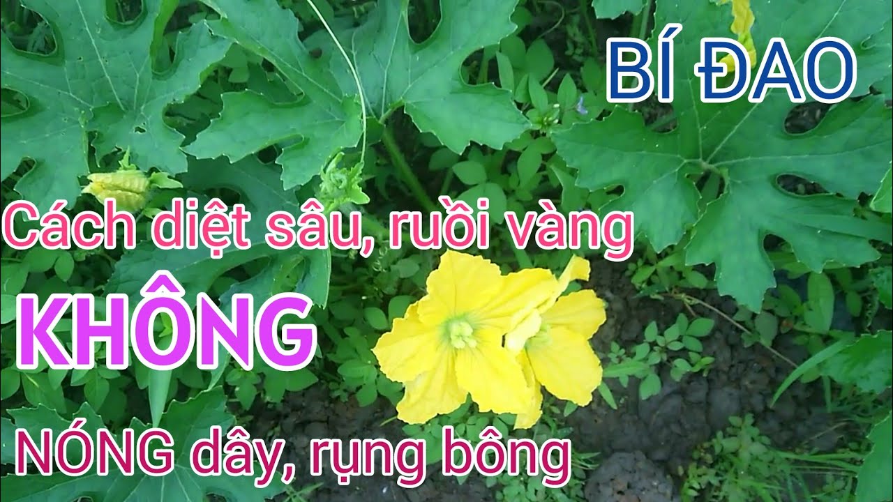 Kỹ thuật trồng bí đao: P16-Cách phòng trừ ruồi vàng, bọ trĩ, sâu trên bí đao bằng Bio-B