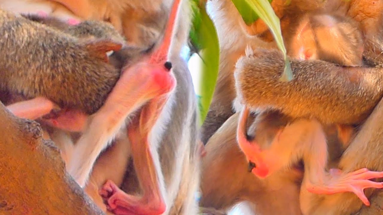 Live: Baby Monkey Needs Mama’s Love — A Tender Moment in the Wild 🐒✨