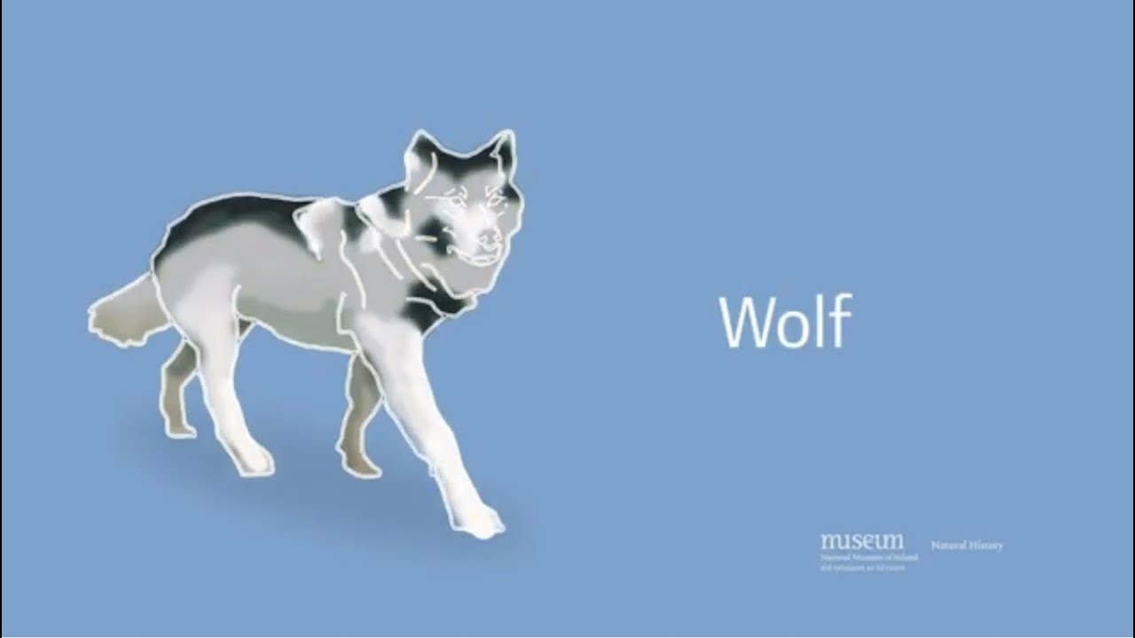 How the Wolf went Extinct in Ireland