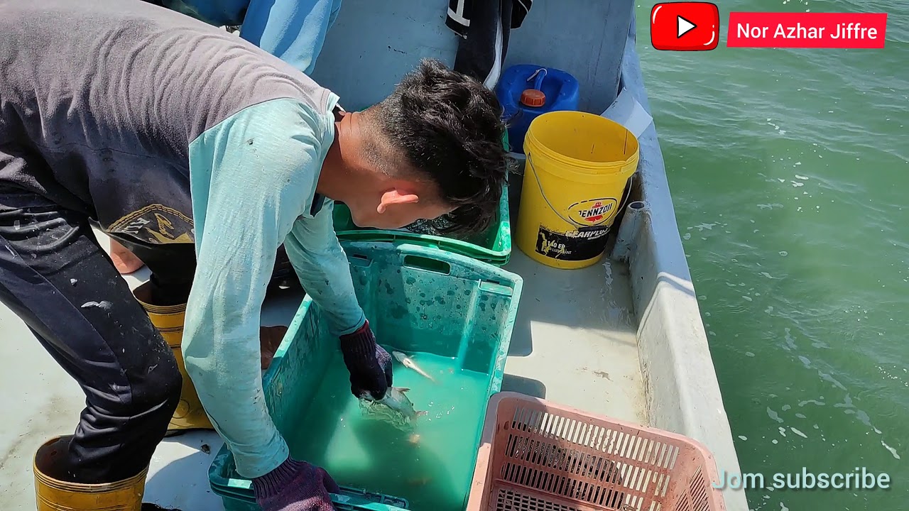 fishermen in malaysia mantis shrimp trap .. Cara-cara tangkap udang lipan gaisss #toturial